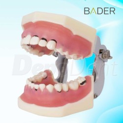 Tipodonto de periodoncia con articulador abierto